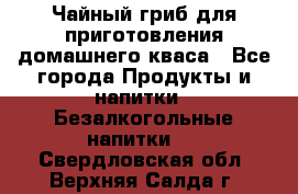 Чайный гриб для приготовления домашнего кваса - Все города Продукты и напитки » Безалкогольные напитки   . Свердловская обл.,Верхняя Салда г.